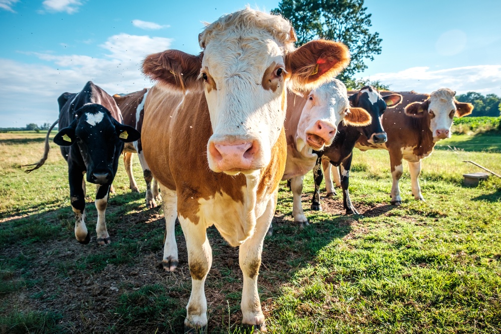 What You Need To Know When You’re Searching For Cattle For Sale